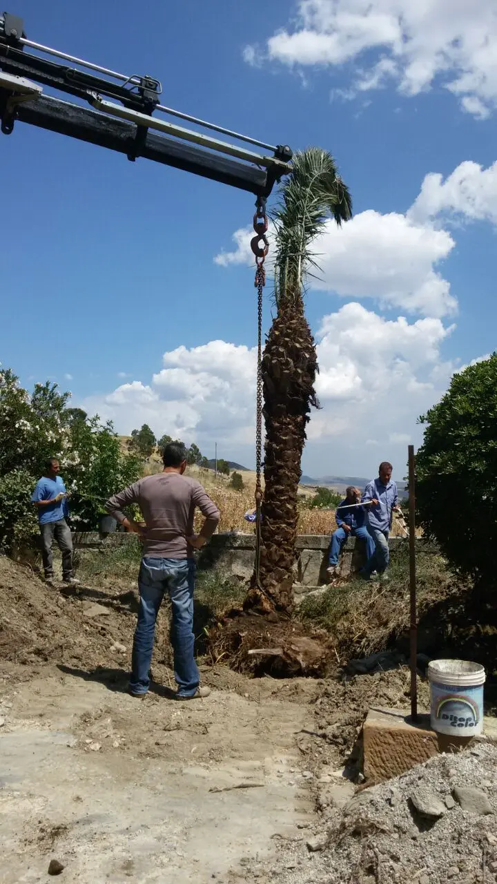 piante