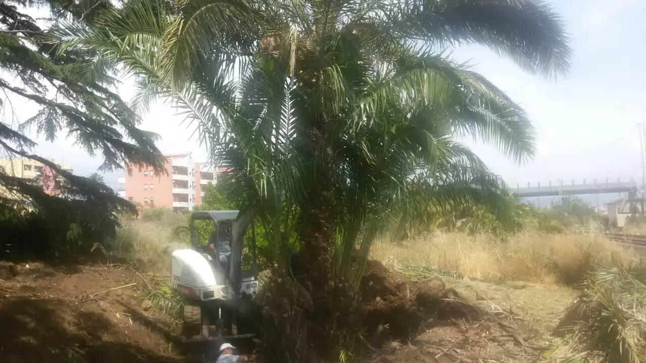 piante