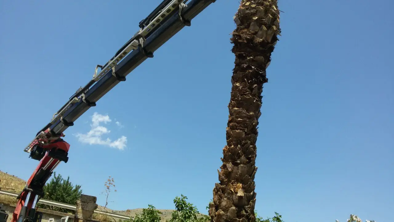 piante